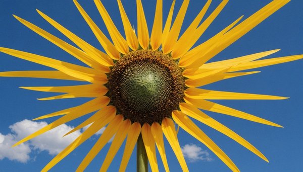 Avis cap soleil energie : découvrez les témoignages clients !