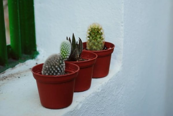 Quelles plantes pour un mini-jardin de cactus ?